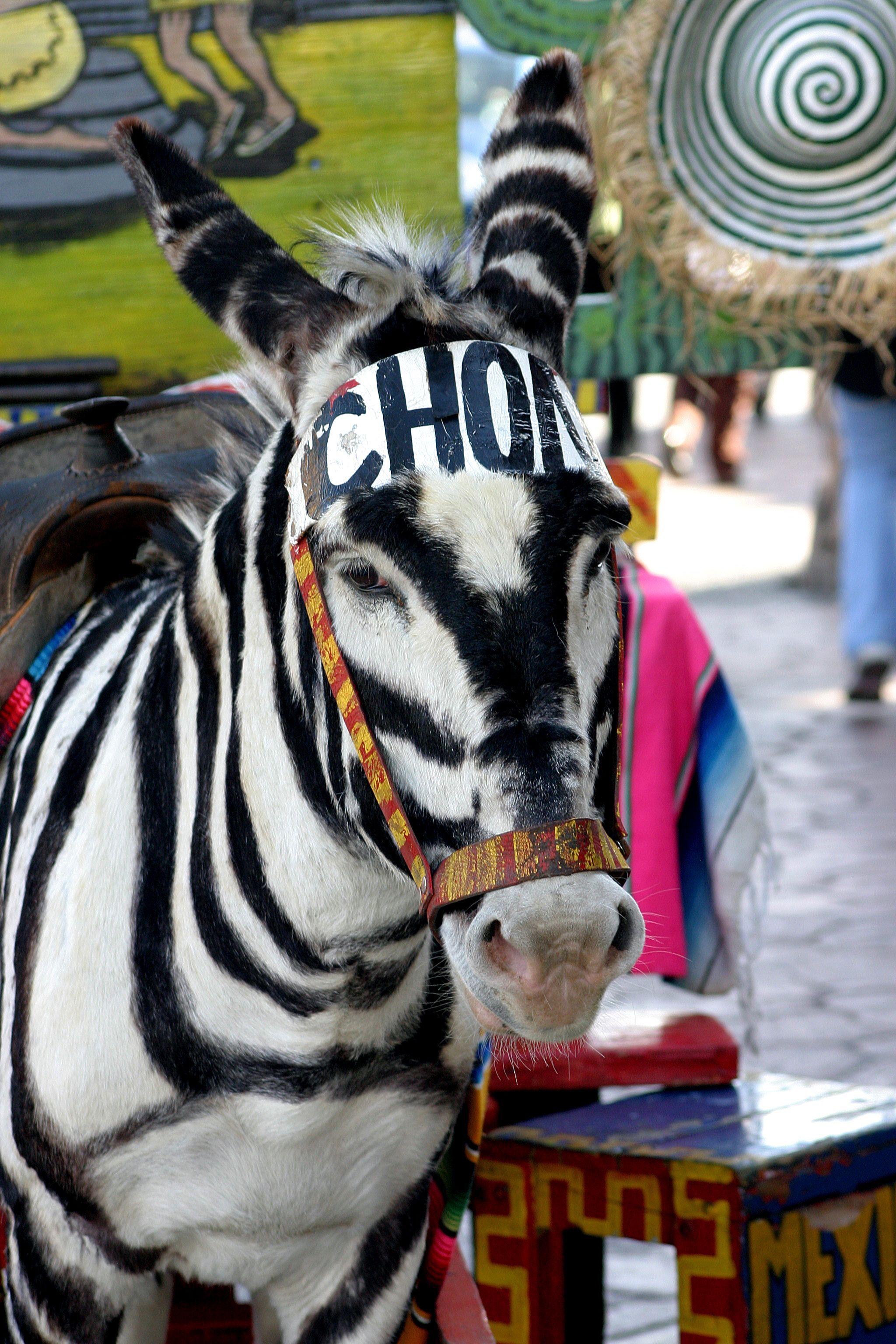 Donkey Show Tijuana Mexico Video