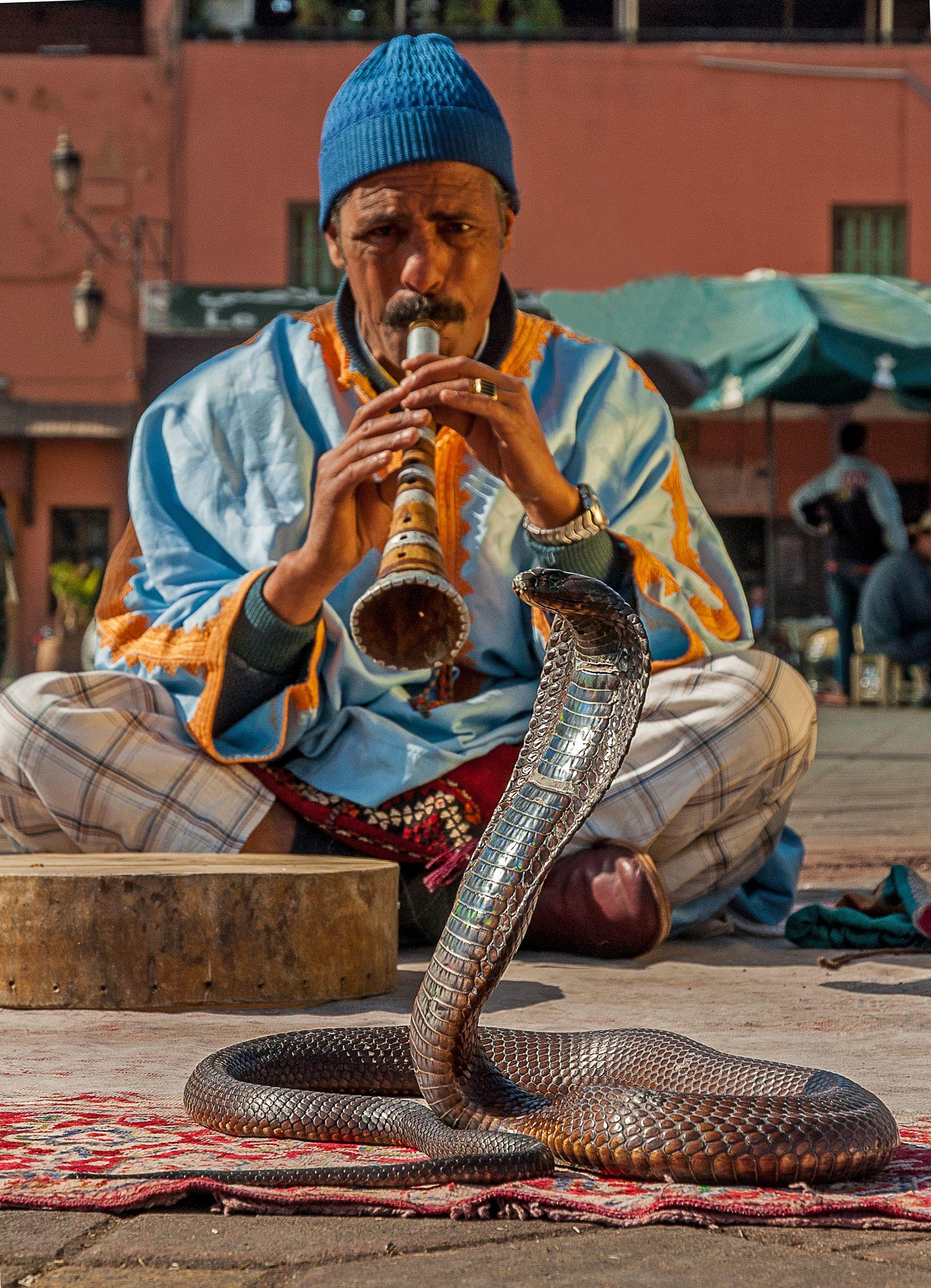 Snake Charmer Gif