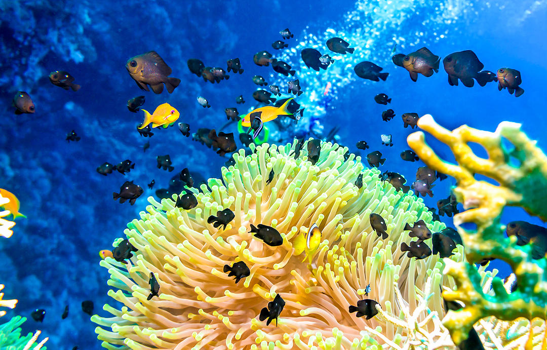 Best places to scuba diving in the world | Planet of Hotels