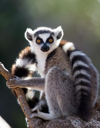 Madagascar Tourism Information Facts Advices in Travel Guide Madagascar Tourism Information Facts Advices in Travel Guide