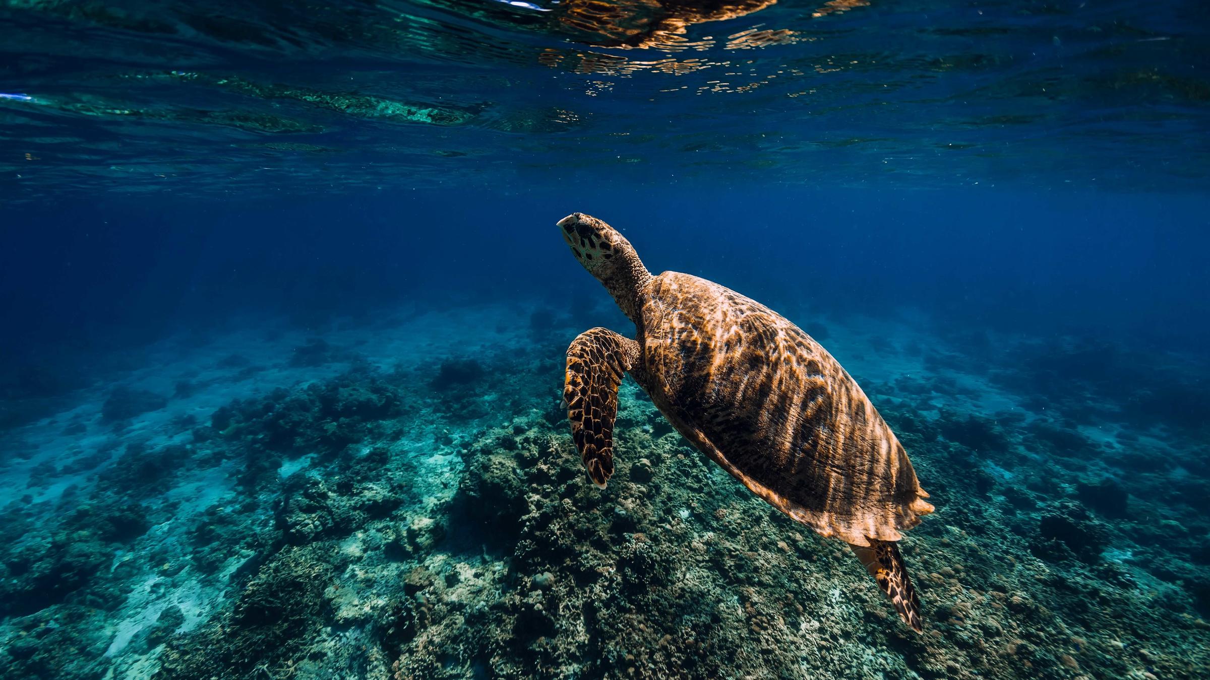 educating tourists about turtle safety Turtle Island