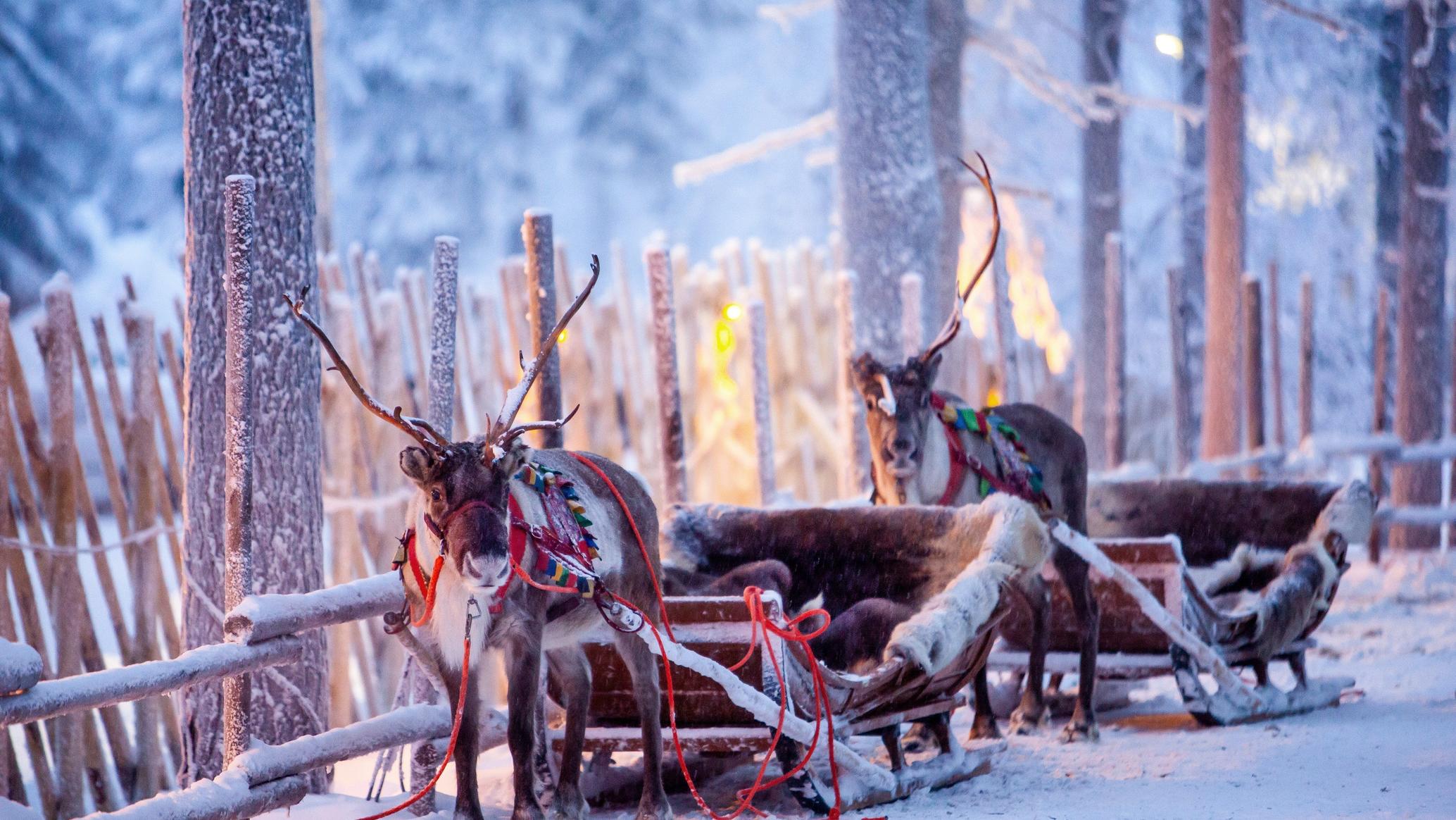 Hol panties mushuk suratga yopishdi